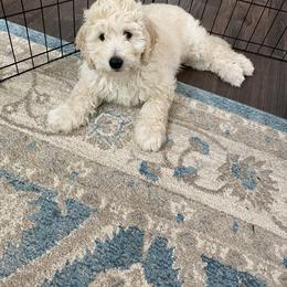 Goldendoodle Puppies from New York Doodleicious GoldenDoodles