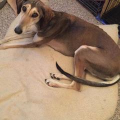 Saluki All Grown Up from Shasei