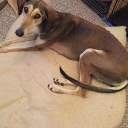 Saluki All Grown Up from Shasei