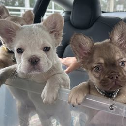 Dachshunds and French Bulldogs from TheFrenchieVille