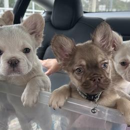 Dachshunds and French Bulldogs from TheFrenchieVille