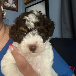 Wawa - Parti male Poodle puppy in Winter Haven, Florida from Herdez’s Poodles