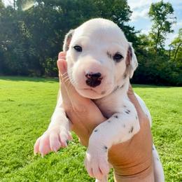 Paisley - White and black female Dalmatian puppy in Mt. Vernon, Texas from Double B