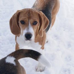 Beagles from Nor'easter