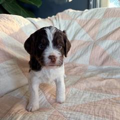 Bobbi - Liver white and tan female Springerdoodle puppy in Dundee, Ohio from Evalina Miller's Spaniels