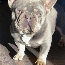 French Bulldogs from Candy Coated Canines