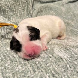 Yellow - White and badger male Great Pyrenees puppy in Bloomington, Illinois from Odyssey Great Pyrenees