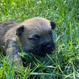Cairn Terrier Puppies from Shining Waters Farm