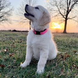 Golden Retriever Puppies from Good Life Goldens