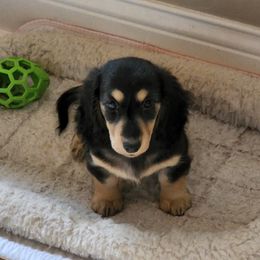 Dachshund Puppies from Queen City Dachshunds