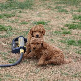 Goldendoodle Puppies from Rockin R Doodles