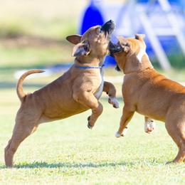 Staffordshire Bull Terrier Puppies from Vivace Staffords
