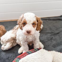 Doc - Parti male Goldendoodle puppy in Brookville, Pennsylvania from Woodland Mountain Doodles