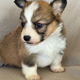 Girl 2 - Sable female Pembroke Welsh Corgi puppy in Huntington Beach, California from Gingerbread