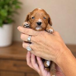 Lemonade - Red female Cavapoo puppy in Yuciapa, California from AlltheDoodlez_