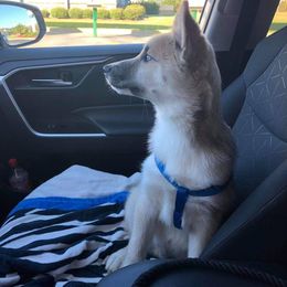 Pomsky Puppies from Paw-lenty of Pomskies