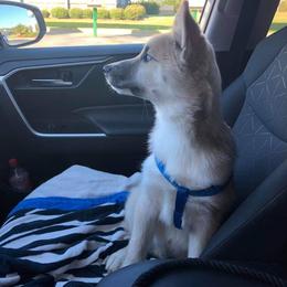 Pomsky Puppies from Paw-lenty of Pomskies