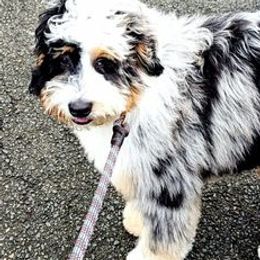 Bernedoodles from Ever After Doodles