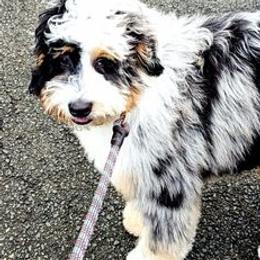 Bernedoodles from Ever After Doodles