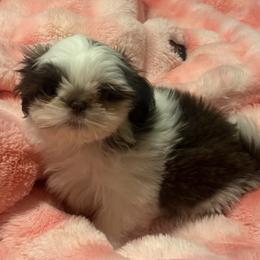 Zeus, patches - Lilac male Shih Tzu puppy in Ocean Springs, Mississippi from Wood Foo Breeders