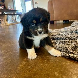 Kelce - Black tri male Miniature Australian Shepherd puppy in Edgar Springs, Missouri from Scott’s Aussies LLC