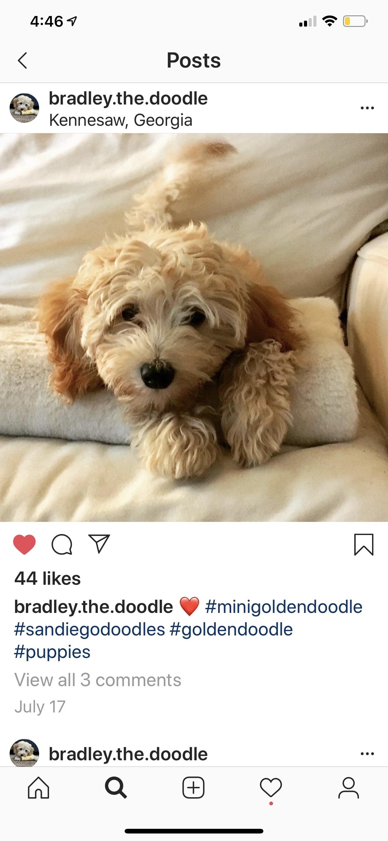 Goldendoodles and Poodles from Sweet Georgia Kennel