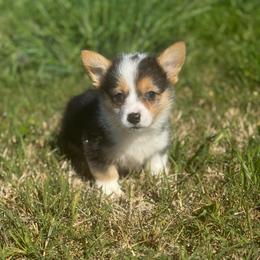 Boysenberry - Black and tan male Pembroke Welsh Corgi puppy in East Oakdale, California from Rhettro Kennels
