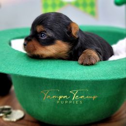 Maltese and Yorkshire Terrier Puppies from Tampa Teacup Puppies