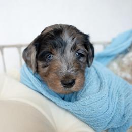 Louis - Merle male Goldendoodle puppy in Holly Springs, Georgia from Libby Lou’s Goldendoodles