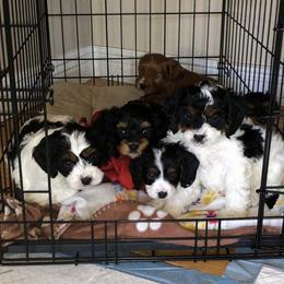 Assorted Doodle Crosses and Cavapoo Puppies from Brooke and Megan's Cavapoos / Cavapoochons