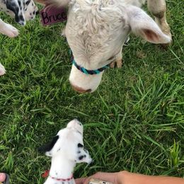 Dalmatian and Labrador Retriever Puppies from ECMO Farm Dalmatians & ECMO Farm Fox Red Labs