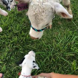 Dalmatian and Labrador Retriever Puppies from ECMO Farm Dalmatians & ECMO Farm Fox Red Labs