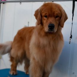 Beker - Golden Retriever