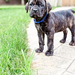 Blue Boy - Black brindle male Cane Corso puppy in St. Augustine, Florida from Ancient City Cane Corso
