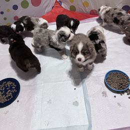 Miniature Australian Shepherd Puppies from ST Forest Aussies