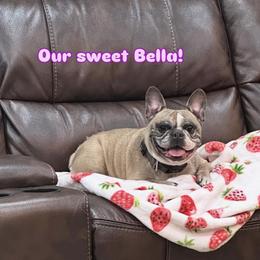 Bella - French Bulldog
