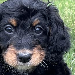 Bernedoodles, Cavalier King Charles Spaniels, and Poodles from Treasure Valley Poodles