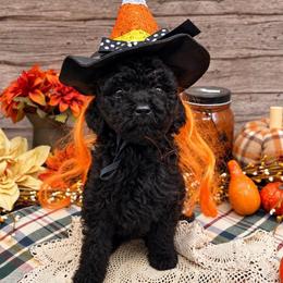Jade - Black female Goldendoodle puppy in Lisbon, Ohio from Willow Lane Doodles