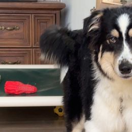 Dasher - Black tri-color Australian Shepherd puppy in St. Louis, Missouri from Kimmerly Aussies