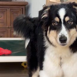 Dasher - Black tri-color Australian Shepherd puppy in St. Louis, Missouri from Kimmerly Aussies