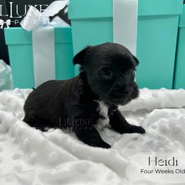 Heidi - Black and tan female Yorkshire Terrier puppy in Scottsdale, Arizona from Lil Luxe Pups