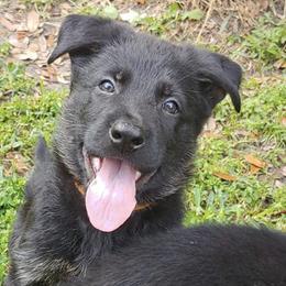 German Shepherds from Von der Tetiaroa German Shepherd dogs