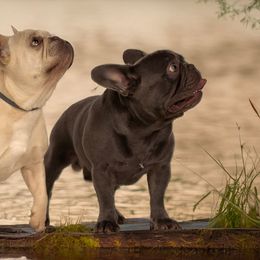 American Bullies and French Bulldogs from Bayou Tigre Bulls( French bulldogs and American Bullies