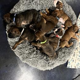 Boxer Puppies from Reynolds Homestead Boxers