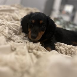 Dachshund Puppies from Champion Dachshunds