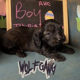 Wolfgang - Wild boar male Dachshund puppy in Livingston, Kentucky from Illyria Dox & GSD