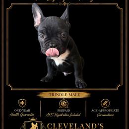 Stagg - Brindle male French Bulldog puppy in Robertsdale, Alabama from Cleveland’s Frenchies