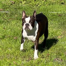 Nellie - Boston Terrier
