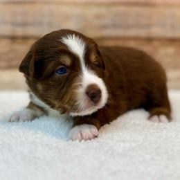 Vince - Red tri male Miniature Australian Shepherd puppy in Midway, Texas from L Bar W Aussie Ranch