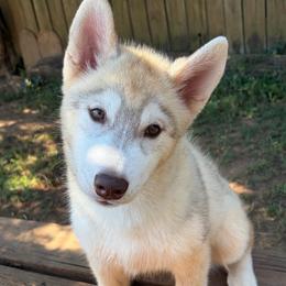 Ava - Red and white female Siberian Husky puppy in Loudon, Tennessee from Kristari Siberians
